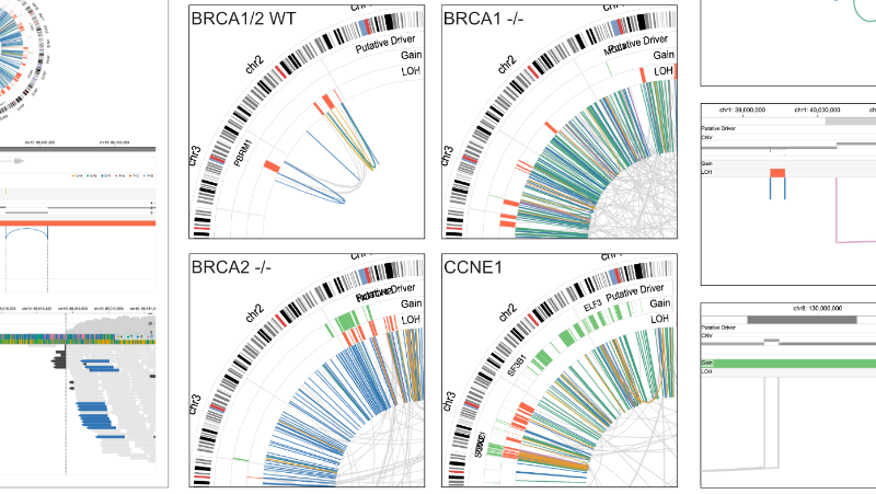 Visual Analytics for Cancer Genomes
